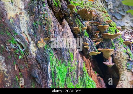 Pilz auf braunem Baumstamm, Naturstockbild - aufgenommen in Howrah, Westbengalen, Indien Stockfoto