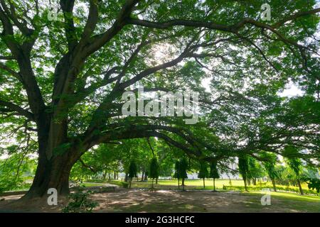 Morgensonne durch grüne Blätter und Äste eines großen Baumes gesehen, Natur Stock Bild in Kalkutta, Westbengal, Indien Stockfoto