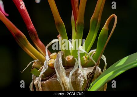 Stiele aus weißer Lilie, Lilium candidum, der Madonnenlilie oder weißen Lilienblüten, Howrah, Westbengalen, Indien Stockfoto