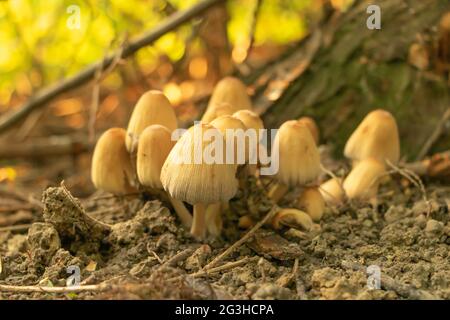 Selektiver Fokusschuss der Glimmerkappe - coprinellus micaceus Pilze im Wald. Stockfoto