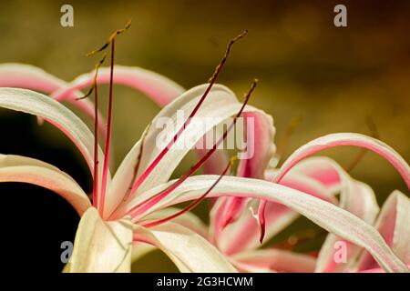 Lilium candidum, die Madonnenlilie oder weiße Lilienblume und ihre Blütenblätter, Howrah, Westbengalen, Indien Stockfoto