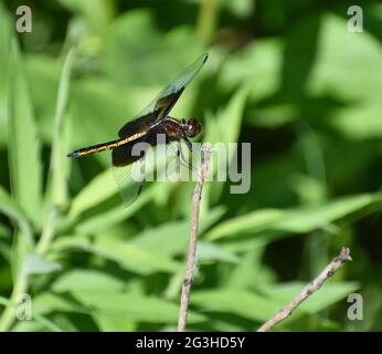 Weibliche Widow Skimmer Libelle (Libellula luctuosa). Aufgenommen in einer Iowa-Prärie. Stockfoto