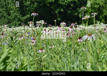 Feld von blass purpurnen Kegelblüten (Echinacea pallida). Foto aufgenommen in einer Iowa Prärie Stockfoto