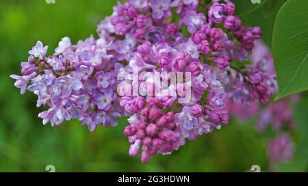 Flieder Zweig mit lila zarten Blüten und Blättern an einem Busch an einem sonnigen Frühlingstag Stockfoto