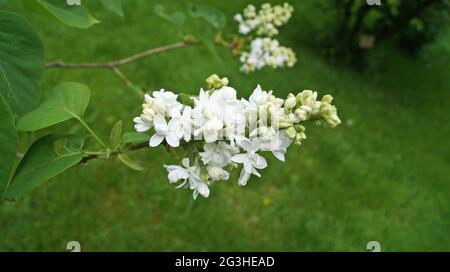 Flieder Zweig mit weißen zarten Blüten und Blättern an einem Busch an einem sonnigen Frühlingstag Stockfoto