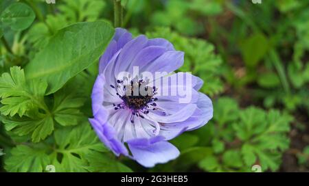 Dekorative Pfingstrosen mit roten und violetten Blütenblättern und einem schwarzen Zentrum auf einem Blumenbeet an einem Frühlingstag Stockfoto