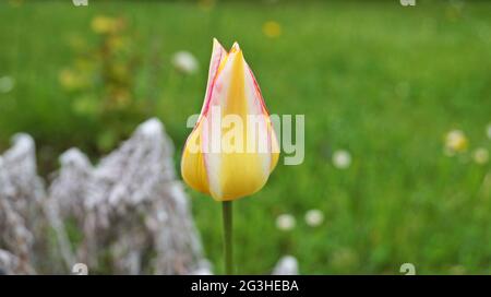 Tulpenblüte mit zarten roten, gelben, weißen, rosa und lila Blütenblättern auf einer Wiese an einem sonnigen Frühlingstag Stockfoto