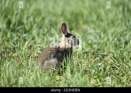 Nahaufnahme rechts Profil Porträt eines wildbraunen Kaninchens (Oryctolagus cuniculus, der im Juni an einem sonnigen Tag auf grünen Landpflanzen in Wales sitzt Stockfoto