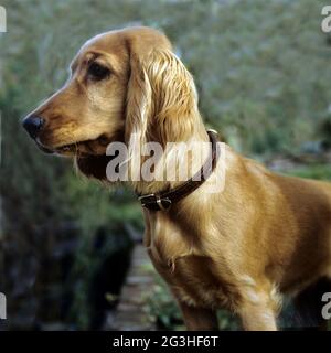 Rote Cocker Spaniel Stockfoto