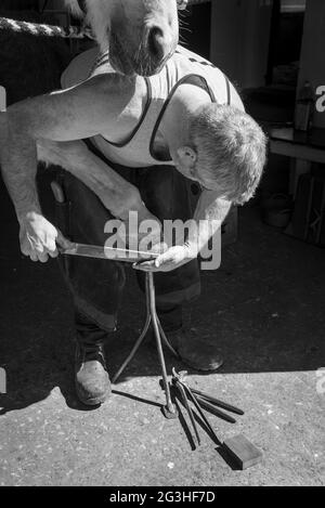 In Großbritannien wird ein Pferd von einem Frieger beschlagen. Nach dem Einbau des neuen Schuhs den HUF abfeilen. Stockfoto