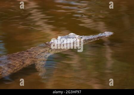 Junges Nilkrokodil Crocodylus niloticus in einem Fluss im Krüger National Park, Südafrika Stockfoto