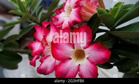 Schöne Blume in tiefrosa Farbe Stockfoto