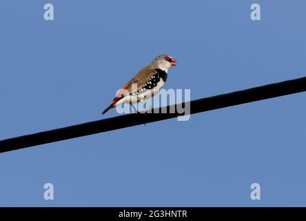 Diamond Fieinzelhandel (Stagonopleura guttata) Erwachsener, der auf einer Hochspannungsleitung sitzt und im Südosten von Queensland, Australien, singt Januar Stockfoto