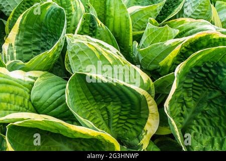 Hosta Blume, bunt Grüne Blätter von Wirten mit weißen Streifen Stockfoto