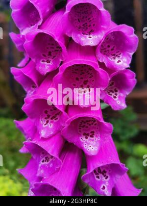 Nahaufnahme eines dunkelrosa Fuchshandschuhs oder Digitalis im Garten Stockfoto