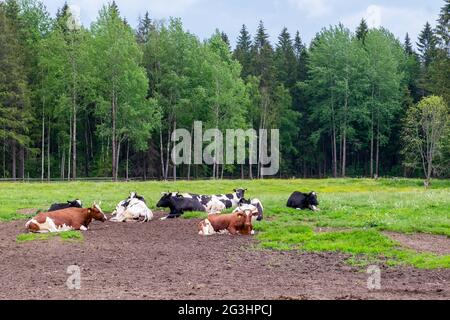 Die Weide, auf der mehrere gut gefütterte Bauernkühe liegen Stockfoto