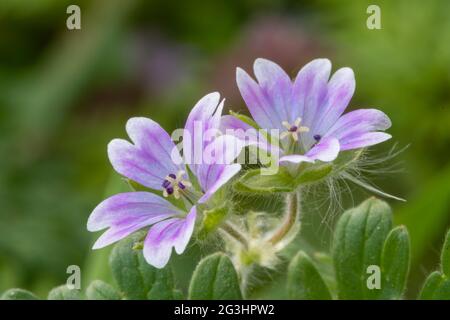 Makroaufnahme von Tauben Fuß Geranie (Geranium molle) Blühende Blumen Stockfoto