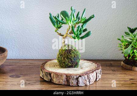 Kokedama einer Sukkulenten Pflanze namens Crassula Ovata Gollum oder Hobbit auf einem Holztisch Stockfoto