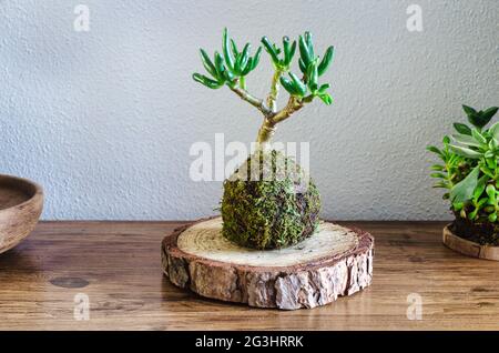 Kokedama einer Sukkulenten Pflanze namens Crassula Ovata Gollum oder Hobbit auf einem Holztisch Stockfoto