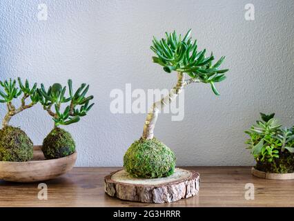 Kokedama einer Sukkulenten Pflanze namens Crassula Ovata Gollum oder Hobbit auf einem Holztisch Stockfoto