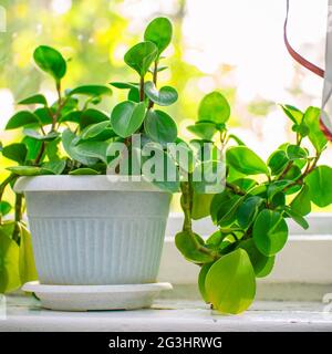 Zimmerpflanze peperomia in einem weißen Topf auf der Fensterbank Am Fenster Stockfoto