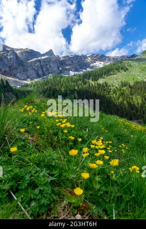 Sommer tiroler Almenblick mit kleinen gelben Blumen Hügel und Berge Stockfoto