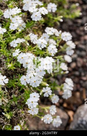 'Maischnee' kriechenden Phlox, Mossflox (Phlox subulata) Stockfoto