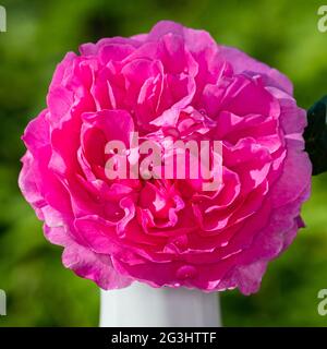 'Mary Rose, Ausmary' Englische Rose, Engelsk ros (Rosa) Stockfoto