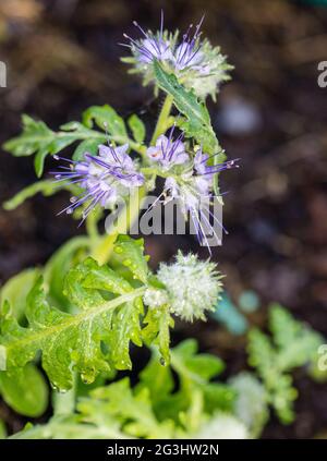 Lacy Phacelia, Honungsfacelia (Phacelia tanacetifolia) Stockfoto