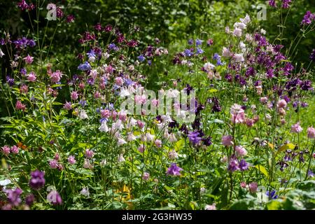 Europäisches Columbine, Akleja (Aquilegia vulgaris) Stockfoto