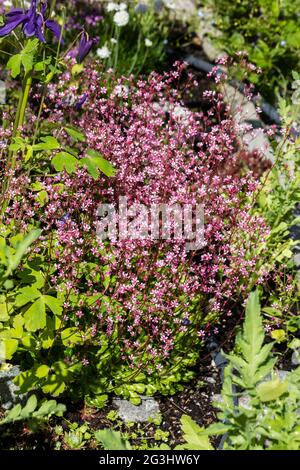 Stolz auf London, Porslinsbräcka (Saxifraga × urbium) Stockfoto
