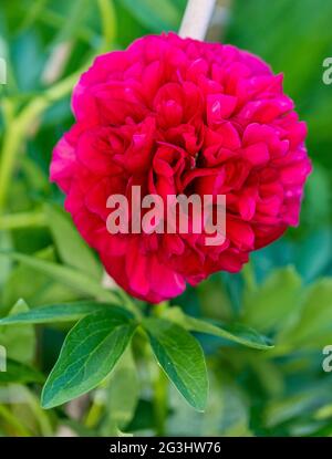 „Rubra Plena“-Gartenpeonie, Bondpion (Paeonia x festiva) Stockfoto