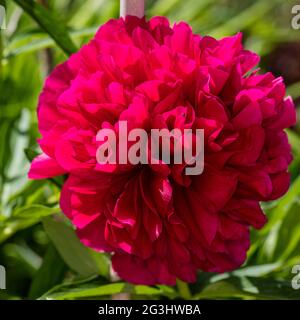 „Rubra Plena“-Gartenpeonie, Bondpion (Paeonia x festiva) Stockfoto