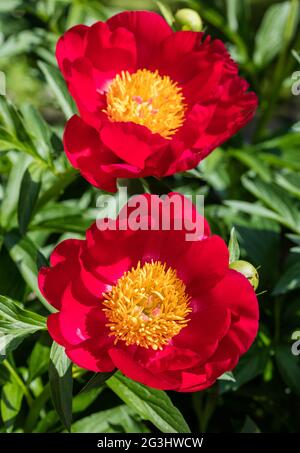 Die Carlett O'Hara' gemeinsamer Garten, Luktpion Pfingstrose (Paeonia lactiflora) Stockfoto