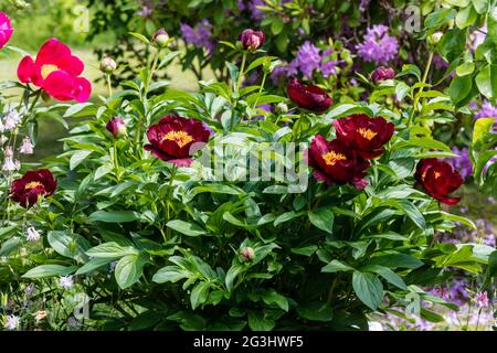 "Schokolade Soldat "gemeinsamen Garten, Luktpion Pfingstrose (Paeonia lactiflora) Stockfoto