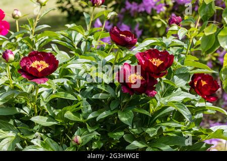 "Schokolade Soldat "gemeinsamen Garten, Luktpion Pfingstrose (Paeonia lactiflora) Stockfoto