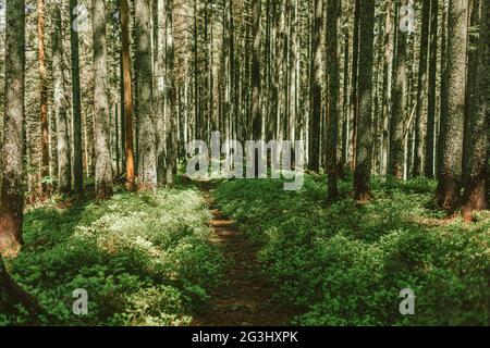 Ein Baum mitten im Wald Stockfoto