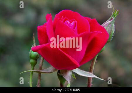 Nahaufnahme einer einzelnen, sommerblühenden roten Rose mit Blütenstaub und zwei ungeöffneten Blütenknospen, isoliert vor einem weichen grünen Hintergrund. Stockfoto