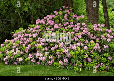 Sehr großer immergrüner Rhododendron-Strauch (Rhododendron Maximum) in voller Sommerblüte mit zahlreichen rosa Blüten zwischen leuchtend grünen Blättern. Stockfoto