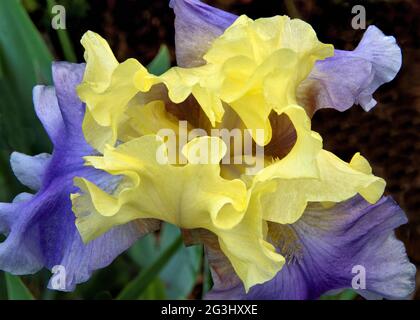 Detaillierte Nahaufnahme der Iris. Blick in die Kehle der bärtigen Irisblüte (Iris germanica) mit gelben Standards und blau-violetten Stürzen. Stockfoto