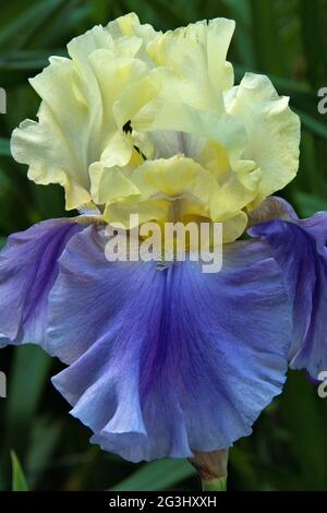 Isolierte Nahaufnahme mit Details der bärtigen Irisblüte (Iris germanica) mit gelben Standards und leuchtend blau-violetten Stürzen. Stockfoto