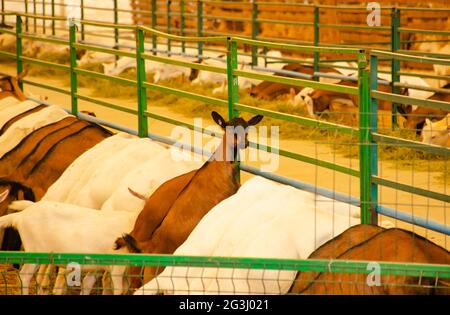 Füttern von Ziegen auf dem Bauernhof. Eine Ziege schaut in die Kamera. Der Prozess des Verzehrs von Ziegen ernähren sich im Fahrerlager. Herstellung von Milchprodukten und natürlichen p Stockfoto