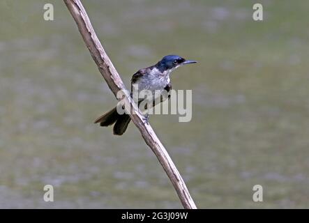 Unruhig Flycatcher (Myiagra inquita) thront auf toten Zweig über dem Fluss Südosten Queensland, Australien Januar Stockfoto