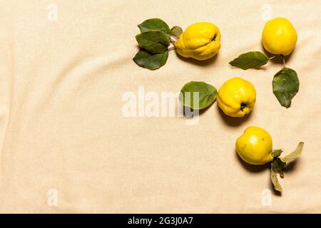 Vier gelbe Bio-Quitten-Äpfel mit Blättern auf faltendem, naturfarbenem pastellfarbenem Leinenmaterial. Früchte und Blätter haben natürliche Unvollkommenheiten, Flecken a Stockfoto