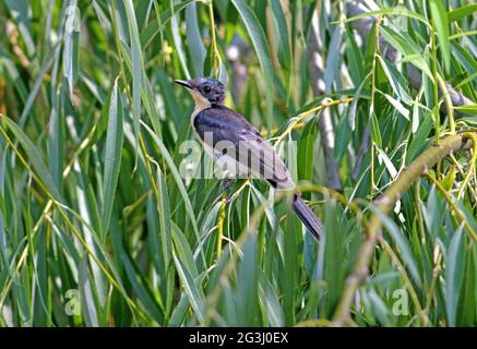 Rastless Flycatcher (Myiagra inquita) in einer Weide am Flussufer im Südosten von Queensland, Australien Januar Stockfoto