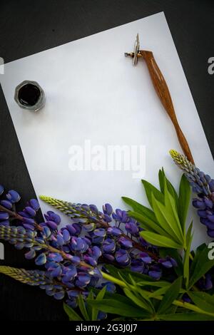 Vorlage für einen kalligrafischen Brief mit Lupinenblumen, Stift und Tinte Stockfoto