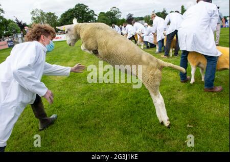 Ingliston, Edinburgh. Die Beurteilung von Schafen bei der Landwirtschaftsmesse Royal Highland Showcase 2021, die aufgrund der Coronavirus-Pandemie online gestreamt wurde. Stockfoto