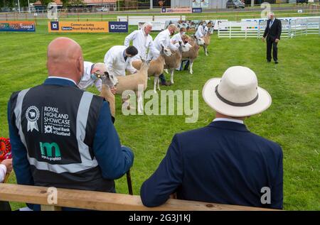 Ingliston, Edinburgh. Die Beurteilung von Schafen bei der Landwirtschaftsmesse Royal Highland Showcase 2021, die aufgrund der Coronavirus-Pandemie online gestreamt wurde. Stockfoto