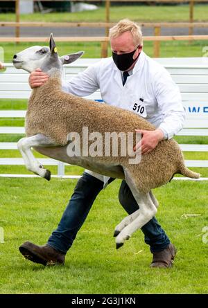 Ingliston, Edinburgh. Die Beurteilung von Schafen bei der Landwirtschaftsmesse Royal Highland Showcase 2021, die aufgrund der Coronavirus-Pandemie online gestreamt wurde. Stockfoto