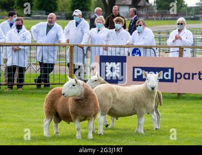 Ingliston, Edinburgh. Die Beurteilung von Schafen bei der Landwirtschaftsmesse Royal Highland Showcase 2021, die aufgrund der Coronavirus-Pandemie online gestreamt wurde. Stockfoto